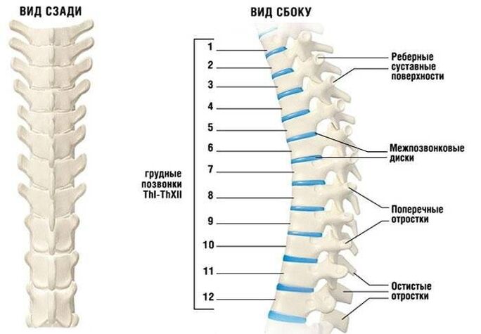 Cervikalna osteohondroza